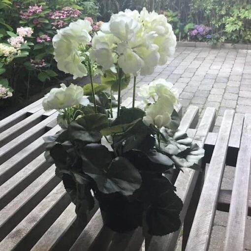 Hvid pelargonie med fyldige blade