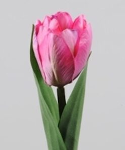 Tulipan i pink farve
