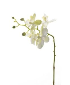 Naturtro kunstig limefarvet orkide