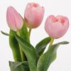 Naturtro rosa tulipaner