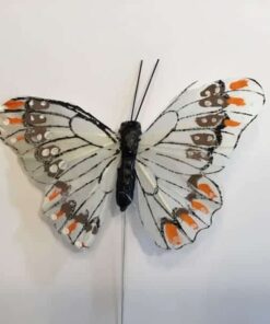 Hvid sommerfugl med kontrastfarver