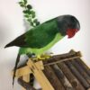 Kunstig grøn papegøje
