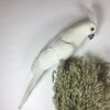 Kunstig hvid kakadue