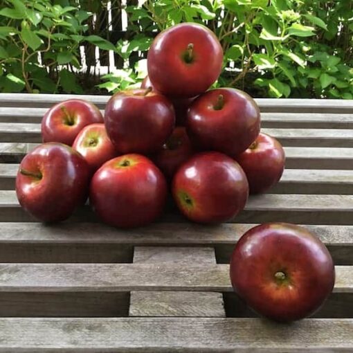 Rødt naturtro æble