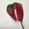 Naturtro rød Anthurium stilk