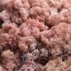 Islandsk mos rosa farve