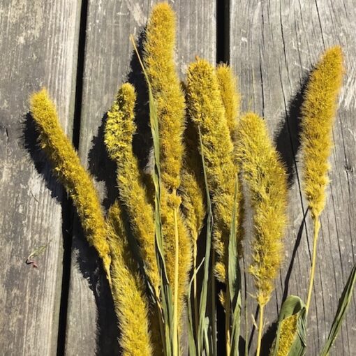 Tørrede dekorative gule blomster