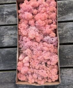 Rosa kasse Islandsk mos