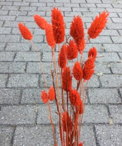 Orange tørrede blomster