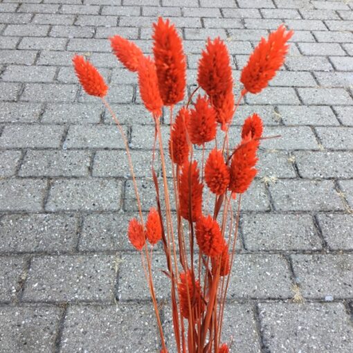 Orange tørrede blomster
