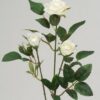 Hvid rose
