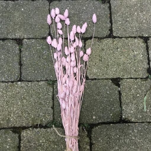 Tørrede blomster i rosa