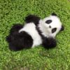 Panda ligger på ryggen