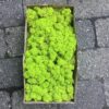 Limegrøn kasse Islandsk mos