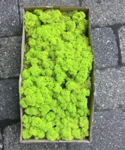 Limegrøn kasse Islandsk mos