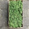Grøn kasse Islandsk mos