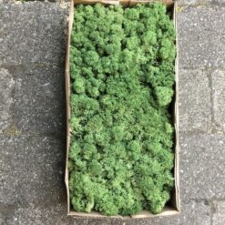 Grøn kasse Islandsk mos