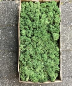 Grøn kasse Islandsk mos