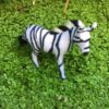 Zebra unge