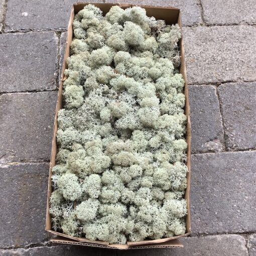 Lysgrå kasse Islandsk mos 