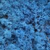 Royal blå Islandsk mos
