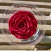 Præserveret røde roser 3stk