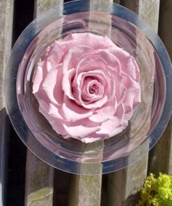Præserveret rosa roser 3stk