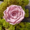 Præserveret rosa rose 6cm