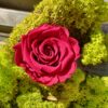 Præserveret rød rose 6cm