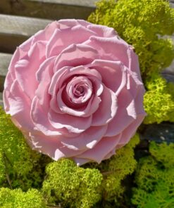 Præserveret rosa rose 10cm