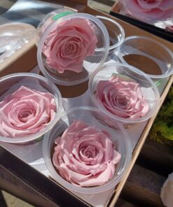 Præserveret rosa roser 6stk