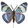 Mønstret kongeblå sommerfugl
