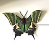 Mønstret grøn sommerfugl