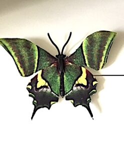 Mønstret grøn sommerfugl