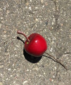 Rødt æble på tråd