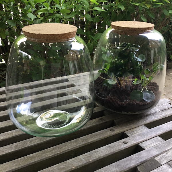 Forvirrede Manners software Mini øko drivhus - Dekorativt glas til rigtige små planter - Dekolagersalg