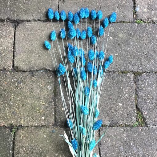 Turkis blå tørrede blomster