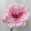 Dekorativ rose i rosa