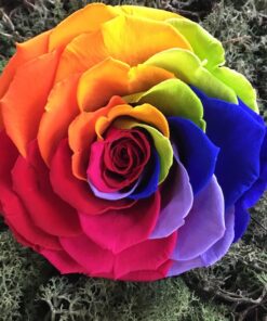 Præserveret regnbuefarvet rose