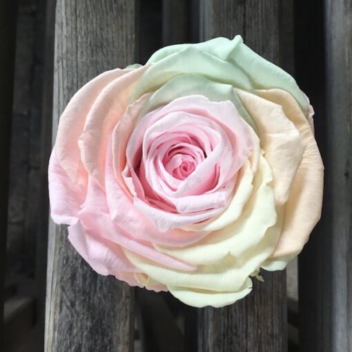 Præserveret pastelfarvet rose 6cm