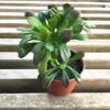 Naturtro potteplante