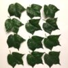 Grønne dekorative blade