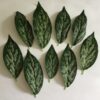 Grønne dekorative blade