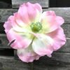 Rosa farvet dekorativ Anemone