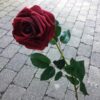 Rød høj rose 