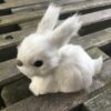 Lille kanin i hvid
