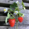 Rød jordbær plante