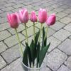 Kunstige pink tulipaner