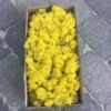 Kasse med præserveret Islandsk mos i citrongul farve