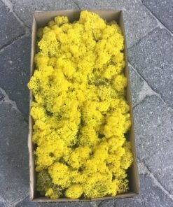 Kasse med præserveret Islandsk mos i citrongul farve